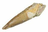 Juvenile Fossil Spinosaurus Tooth - Real Dinosaur Tooth #264816-1